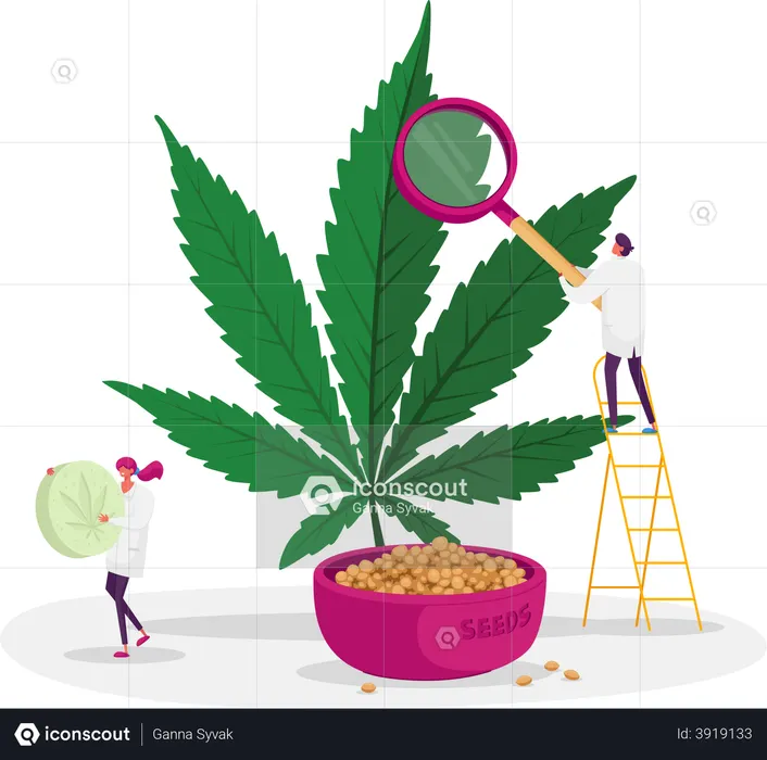 Scientist Checking Hemp Plant and Seeds in Greenhouse  Illustration