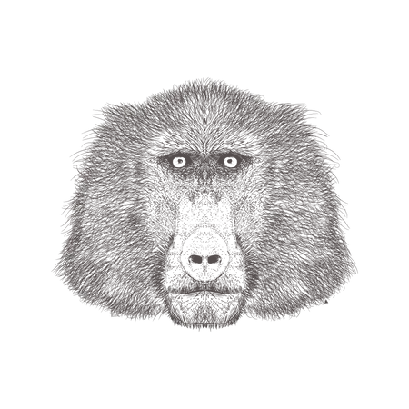 ヒヒ  イラスト