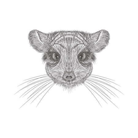 チンチラ  イラスト