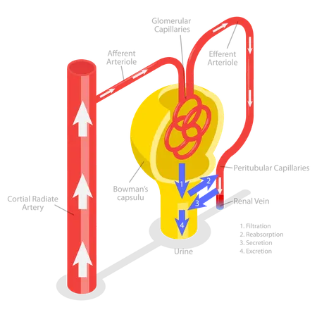 Formação de urina  Ilustração