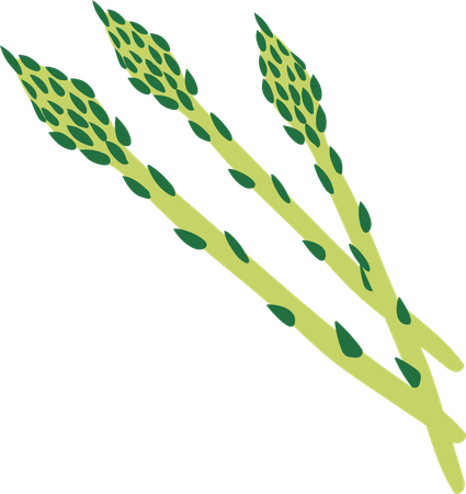 Fresh Green Asparagus  Illustration