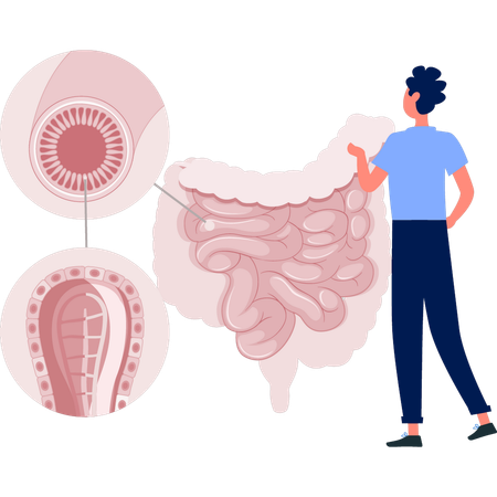 Médico examina órgão do sistema digestivo  Ilustração